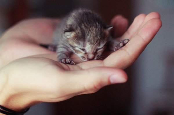 25 маленьких котят, которые согреют ваше сердце