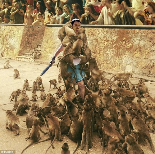 Забавная битва фотошоперов по поводу обезумевших обезьян