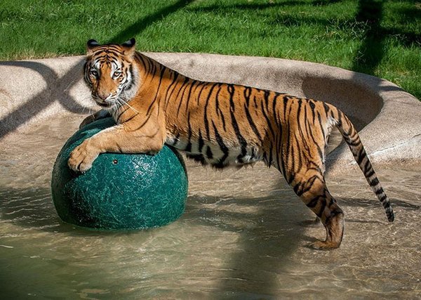 Невероятное преображение тигрицы спасенной из цирка