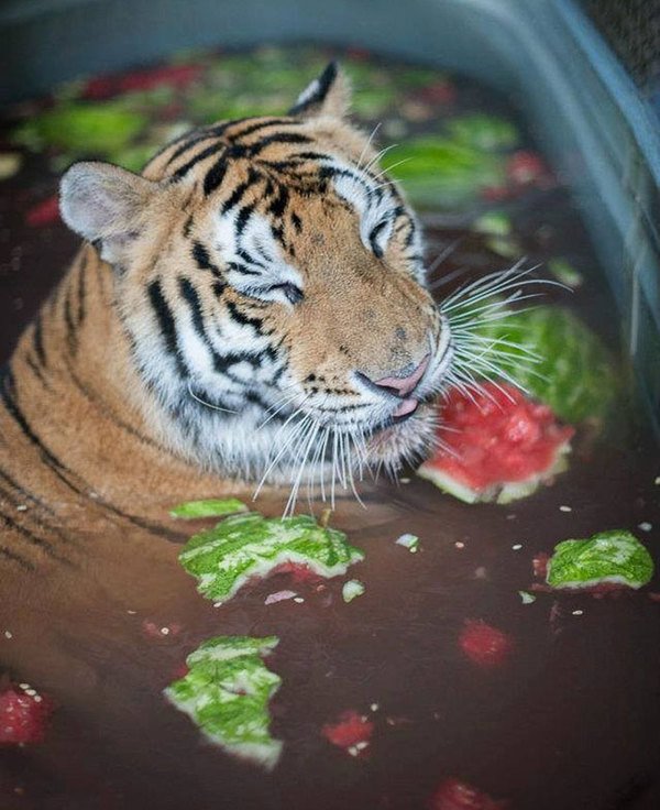 Невероятное преображение тигрицы спасенной из цирка