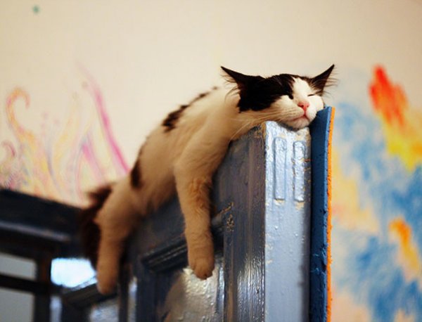 50 забавных доказательств того, что кошки могут уснуть где угодно