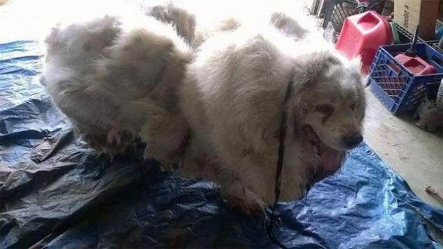 Собака похудела на 16 кг после первой стрижки за 6 лет