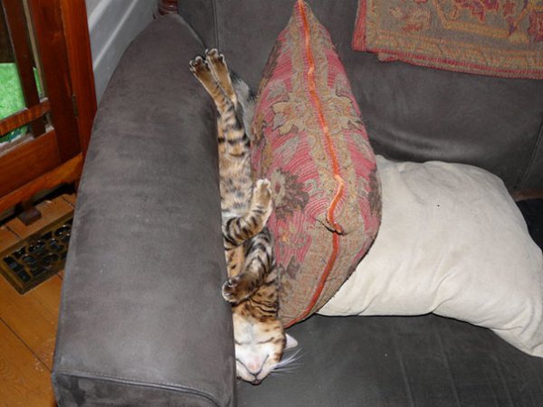 50 забавных доказательств того, что кошки могут уснуть где угодно