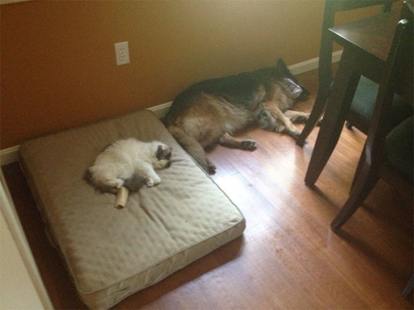 Наглые кошки оккупируют собачьи постели!