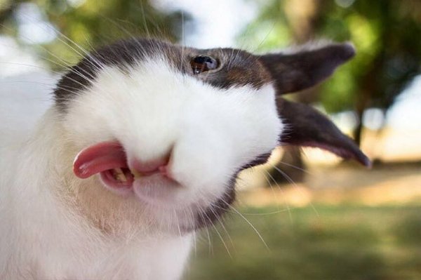 50 смешных фотографий животных, которым чуть-чуть не хватает фотогеничности