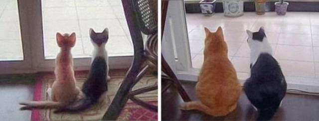 Коты, удивляющие своей синхронностью