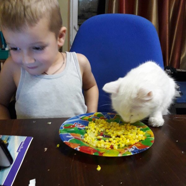 Ребёнок ест из миски кота? Это уже проблемы кота