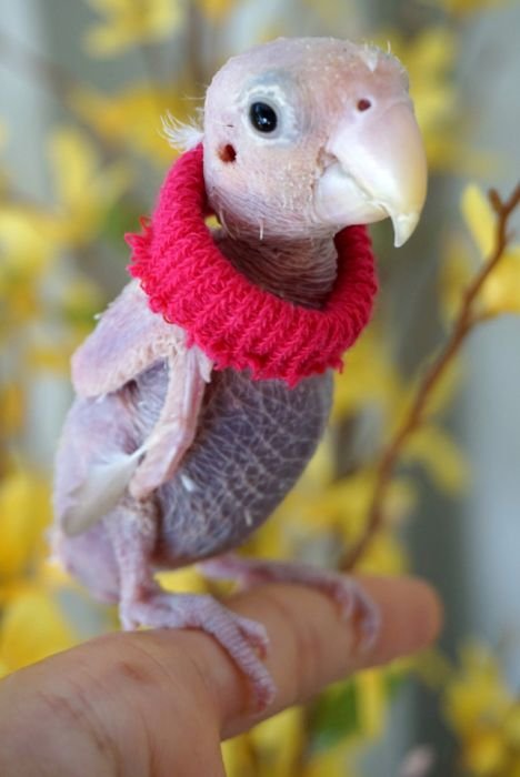 Бесперый попугай стал звездой соцсетей