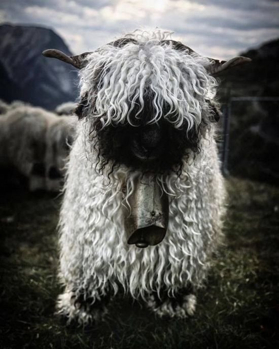 Необычные овцы
