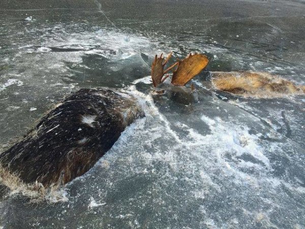 На Аляске обнаружили двух лосей, которые сцепились рогами, да так и вмерзли в лед