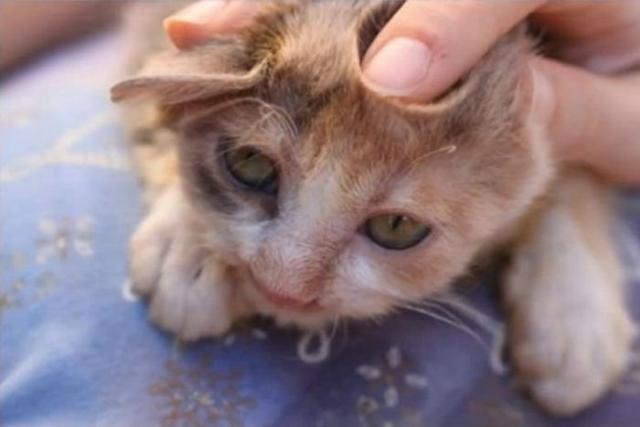 Девочка спасла от неминуемой смерти несчастного котенка