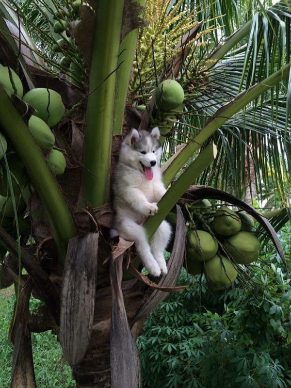 Фото улыбающегося щенка хаски, сидящего на дереве, развеселило весь Интернет и вызвало поток фотожаб