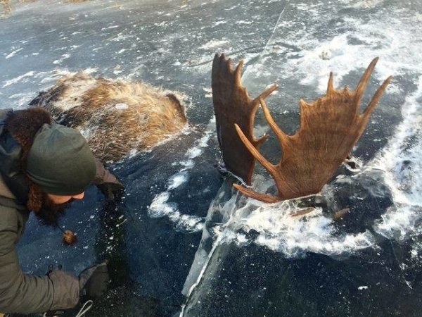 На Аляске обнаружили двух лосей, которые сцепились рогами, да так и вмерзли в лед