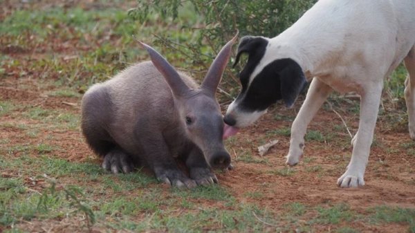 Осиротевший детеныш трубкозуба поселился в семье собак и считает себя одним из них