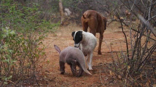 Осиротевший детеныш трубкозуба поселился в семье собак и считает себя одним из них