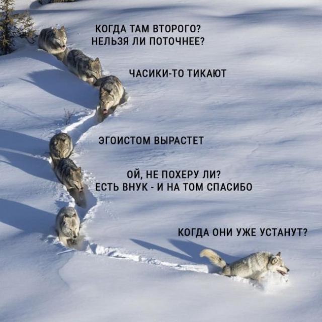«Шерстяной волчара» - новый мем Рунета