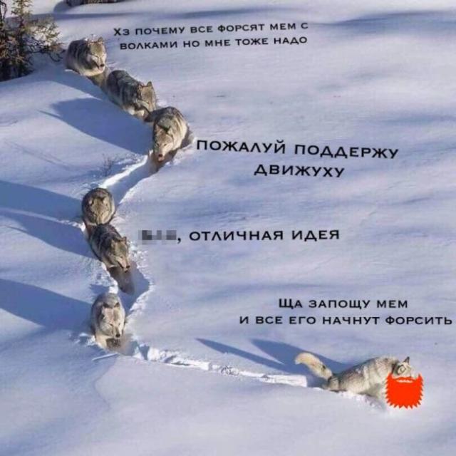 «Шерстяной волчара» - новый мем Рунета