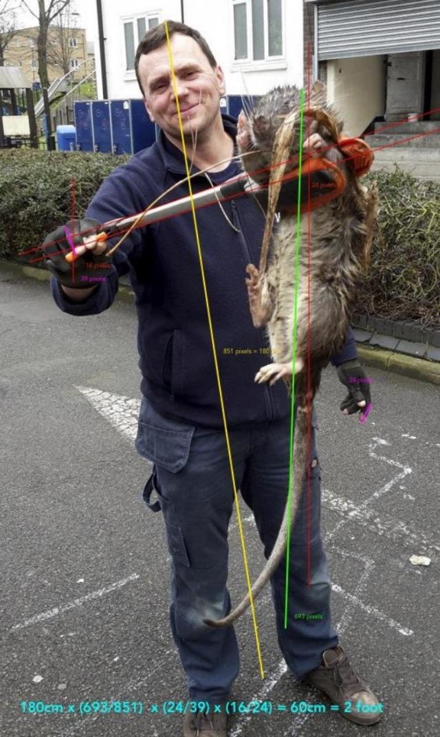 Гигантская «крыса-монстр», найденная на детской площадке в Лондоне