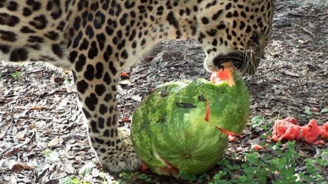 20 прелестных животных, которые просто обожают арбузы