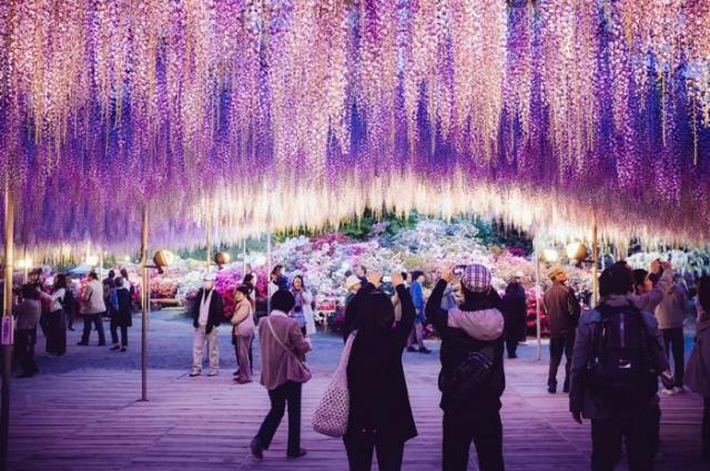 Японский фестиваль цветущей глицинии Great Westeria