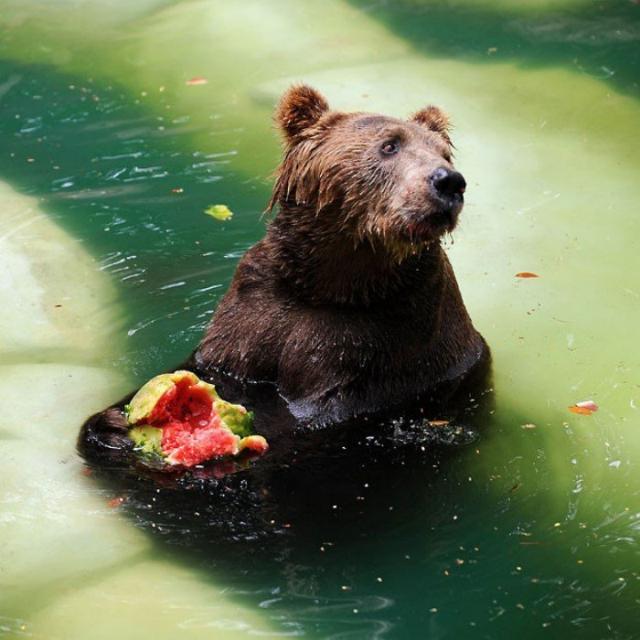 20 прелестных животных, которые просто обожают арбузы