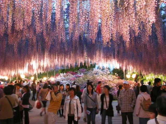 Японский фестиваль цветущей глицинии Great Westeria