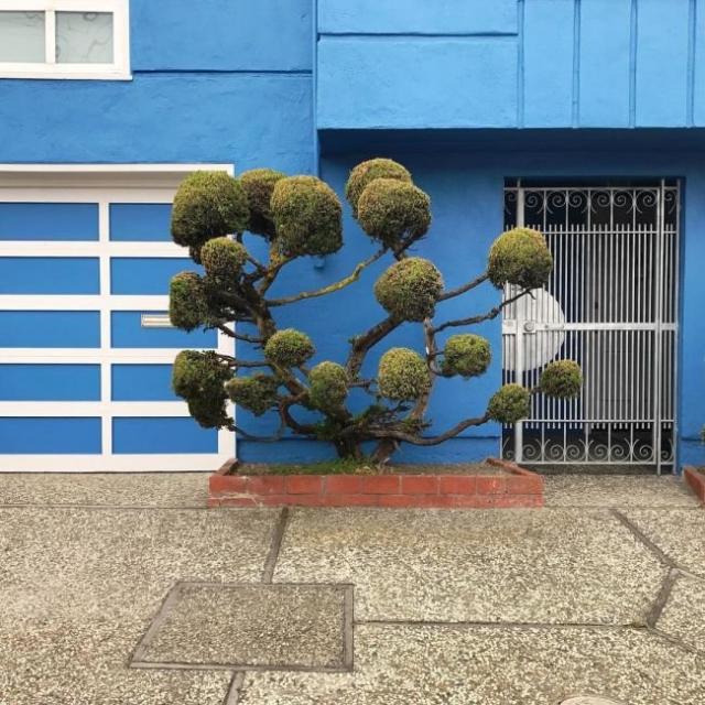 Необычные деревья в Сан-Франциско