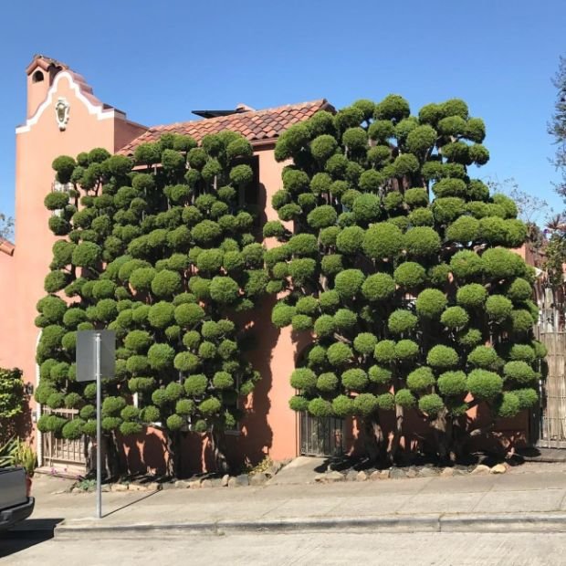Необычные деревья в Сан-Франциско