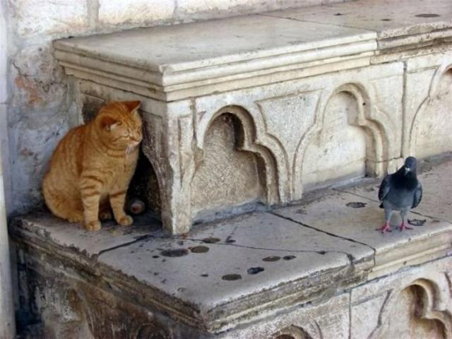 Коты, выглядывающие из своих укрытий