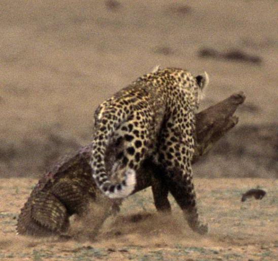 Леопард против крокодила