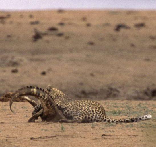 Леопард против крокодила