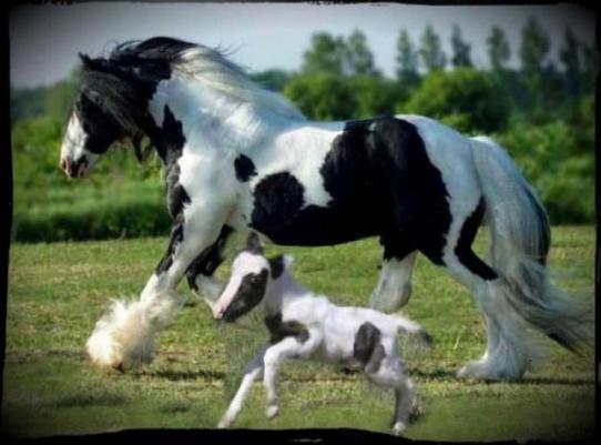 Самая маленькая лошадка в мире