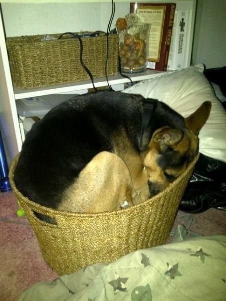 Ваша собака может заснуть в любой позе