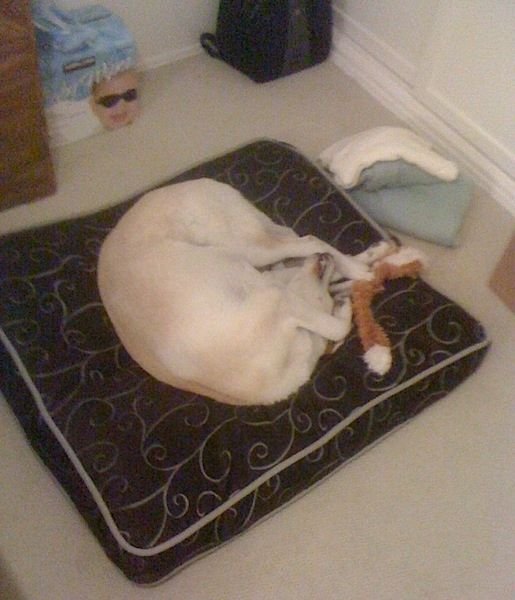 Ваша собака может заснуть в любой позе