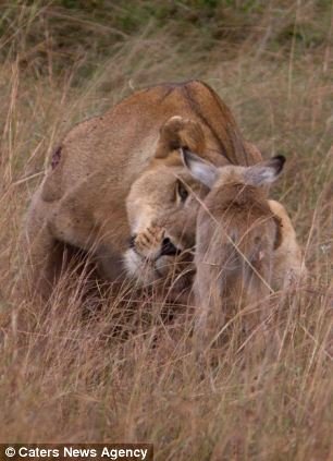 Львица и малыш антилопы
