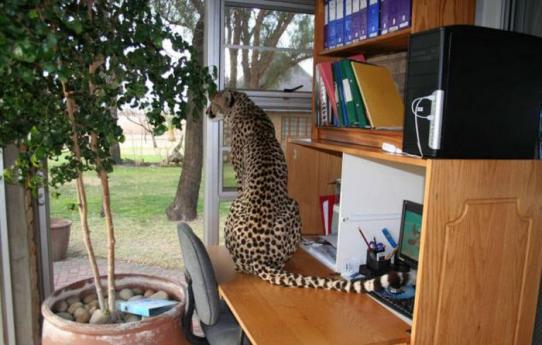 Домашний гепард