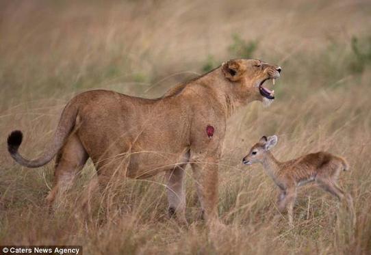 Львица и малыш антилопы