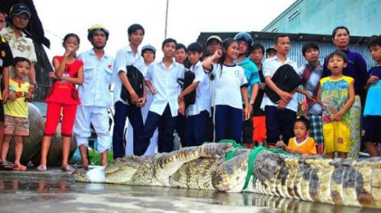 Массовый побег крокодилов