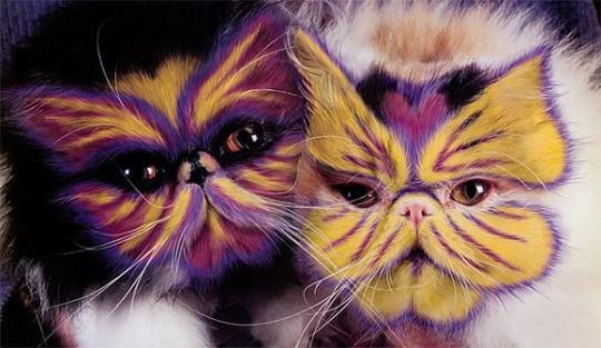 Разрисованные котики от Бертона Сильвера и Хезер Буш из Новой Зеландии.