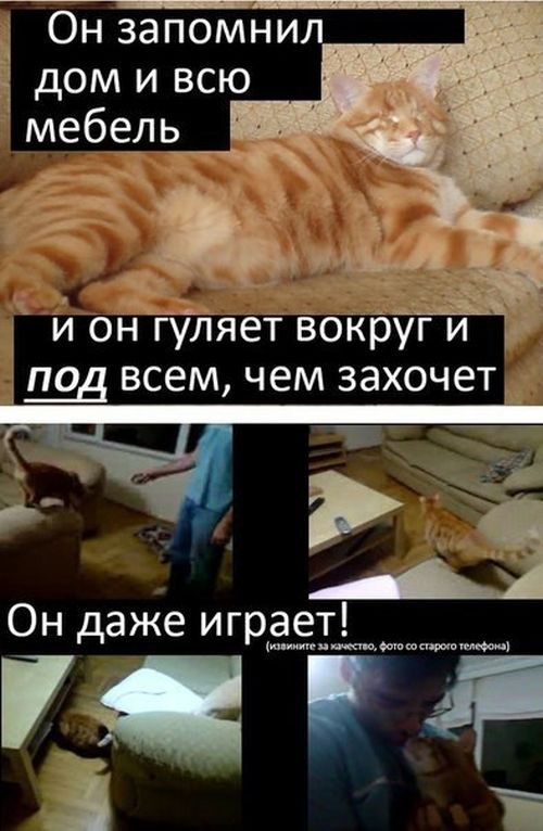  Грустная история счастливого кота