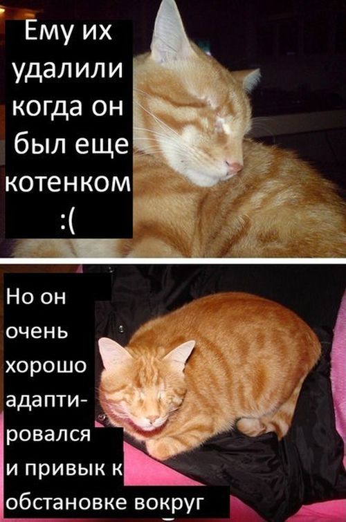  Грустная история счастливого кота